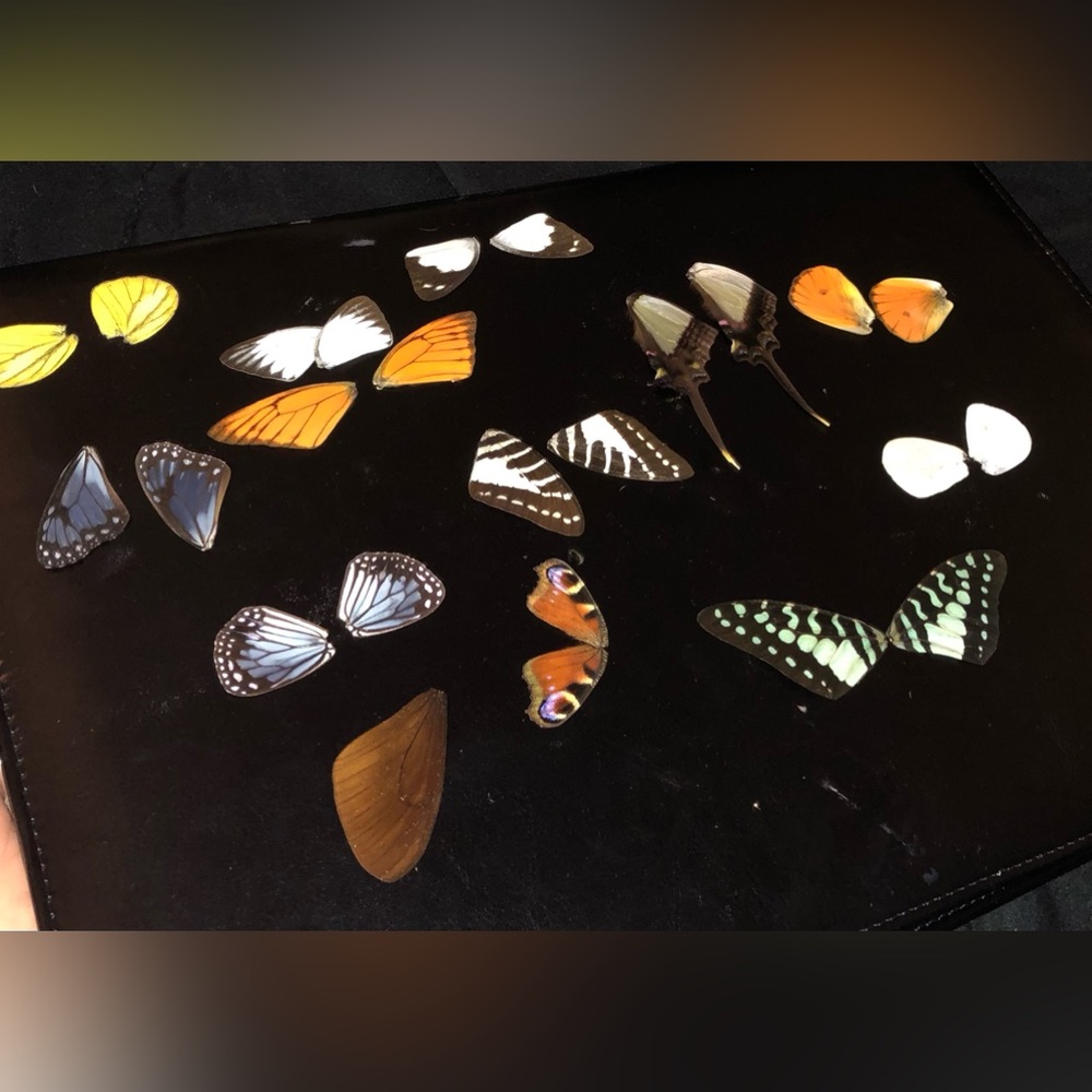 Colorful Butterfly Wing Collection